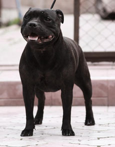 стаффордширский бультерьер